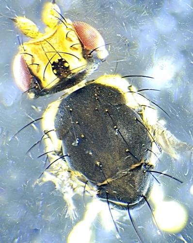 Phytomyza rufipes